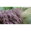 Rozplenica obca 'Rubrum' – Pennisetum, piórkówka w ogrodzie